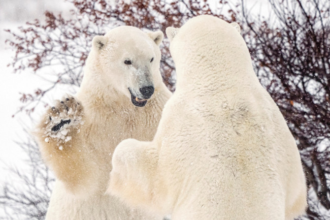 Churchill, Manitoba, Kanada selama musim beruang kutub
