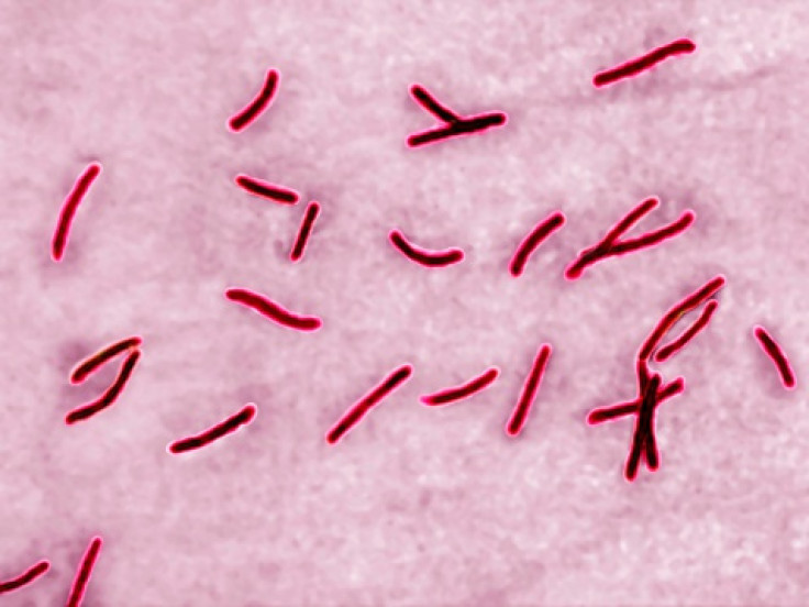 bakteri TBC