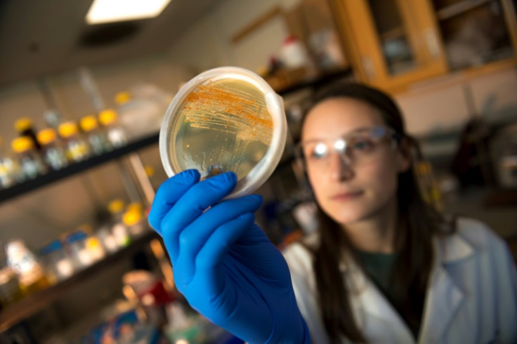 Scripps Institution of Oceanography Ph.D. mahasiswa Kate Bauman dengan budaya Salinispora -- dasar obat kanker potensial