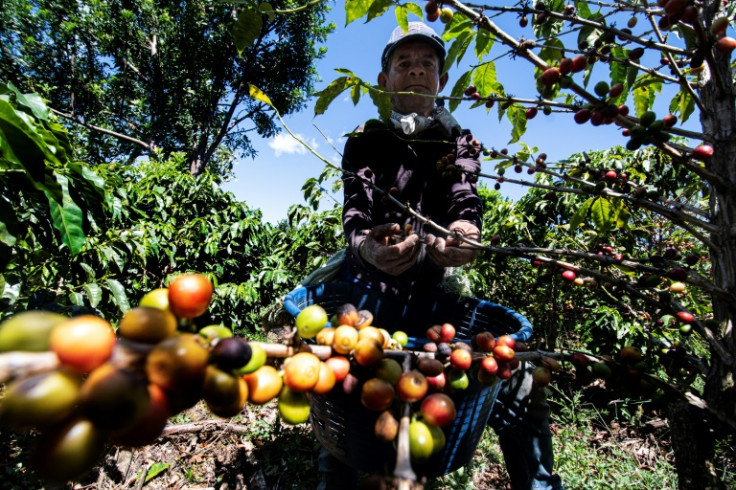 Petani Kopi Amerika Tengah