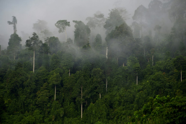 Dunia sudah tidak bisa memenuhi janjinya untuk menghentikan deforestasi pada tahun 2030, sebuah penelitian baru memperingatkan